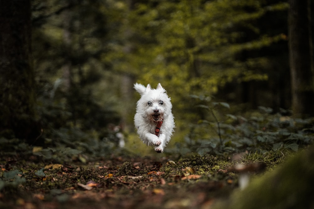 a small white dog running through a forest
