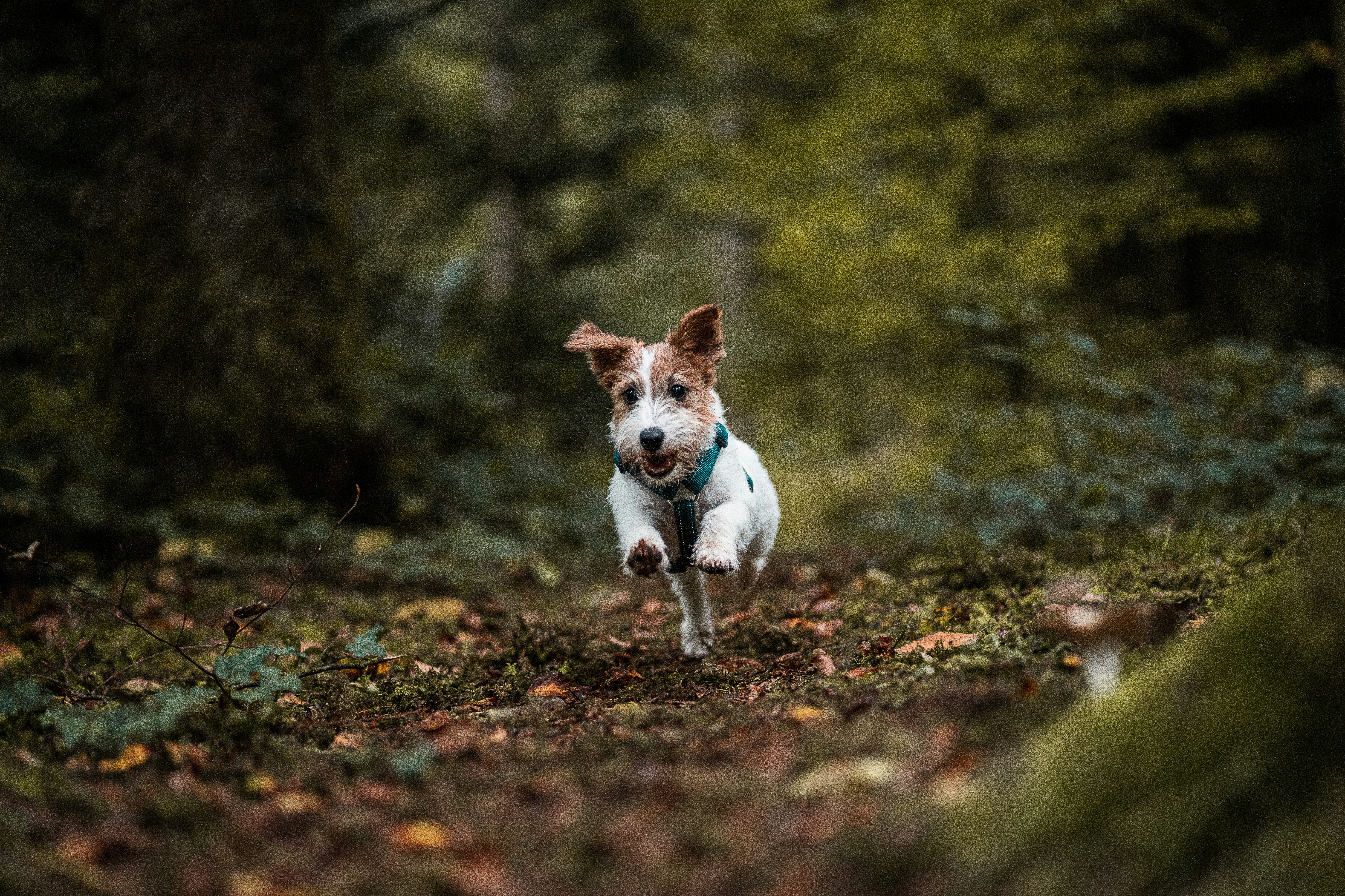 Fall Foliage & Wagging Tails: Your Guide to Dog-Friendly Hikes in Marin & SF!