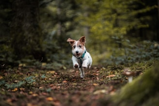 dog videography 