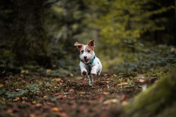 dog videography 