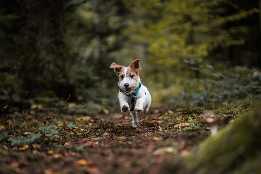 a dog running through the woods with a frisbee in its mouth