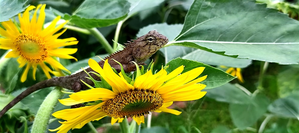 a lizard sitting on a sunflower in a field