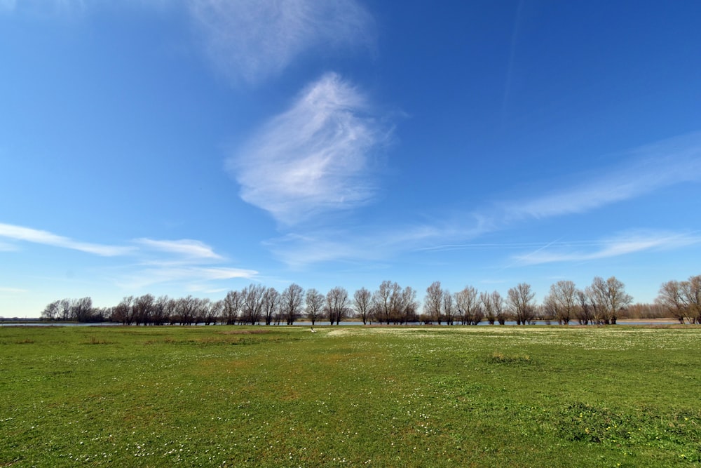 a grassy field with trees and a blue sky