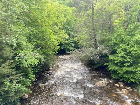 Gentle flowing stream amid green trees illustrating natural flow and clarity.