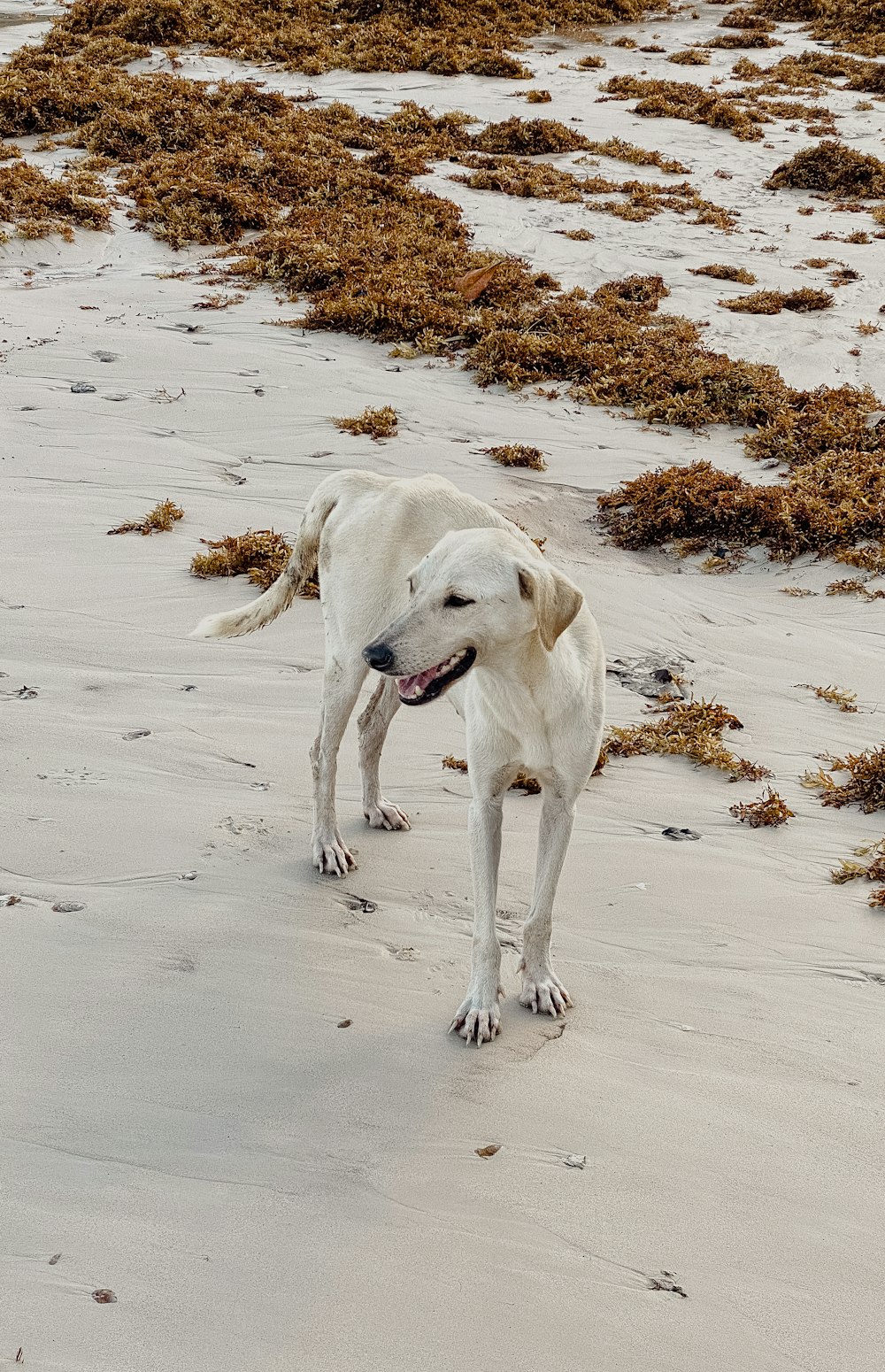 a white dog standing on top of a sandy beach