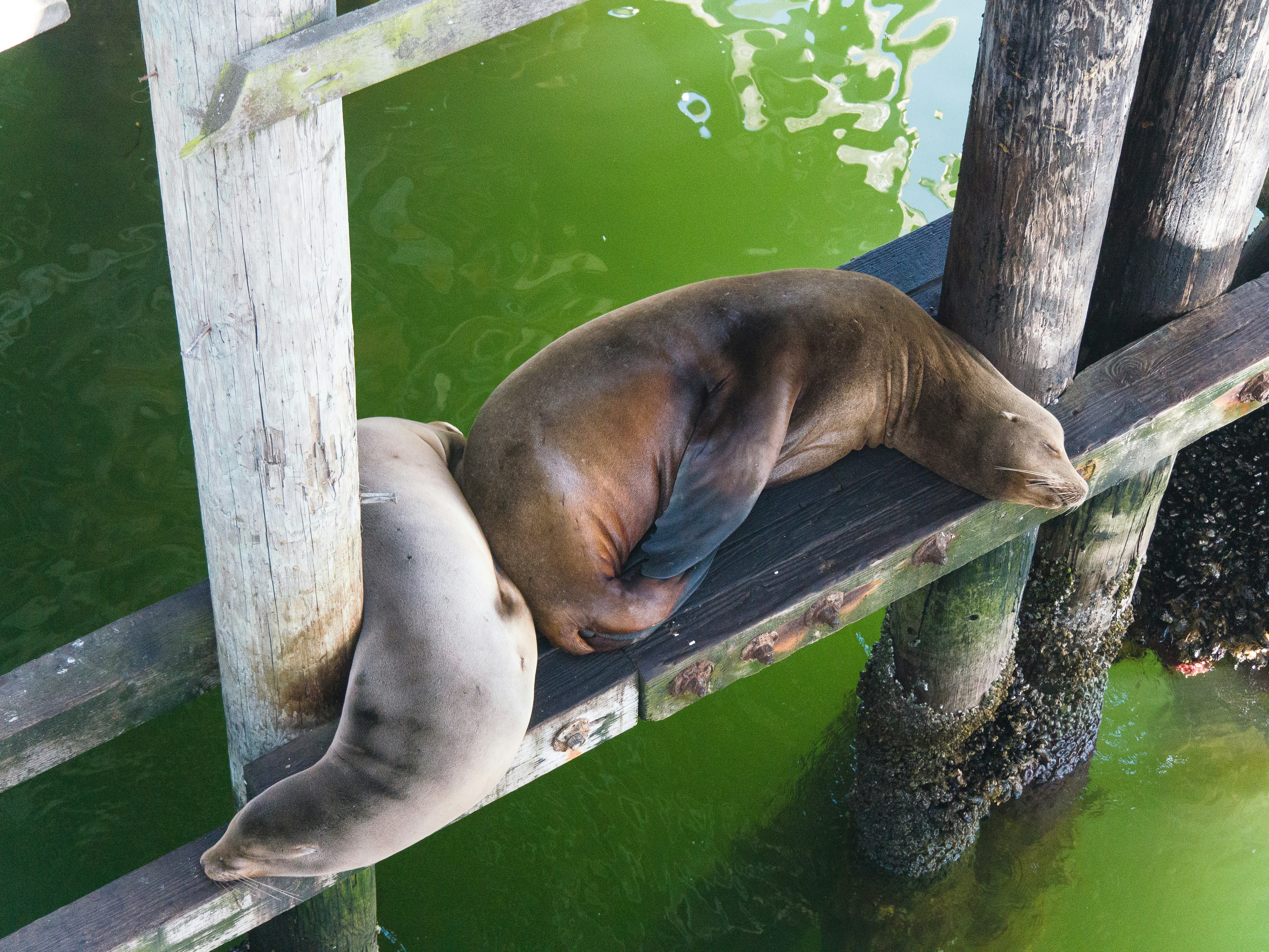 a sea lion sleeping on a dock next to a body of water