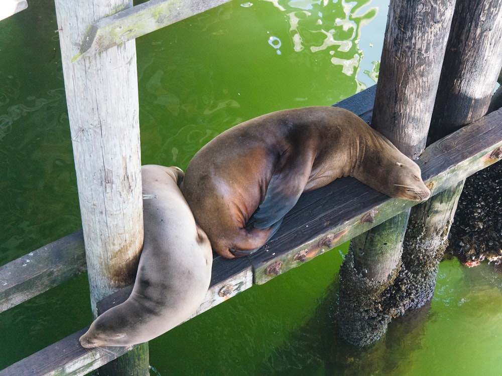a sea lion sleeping on a dock next to a body of water