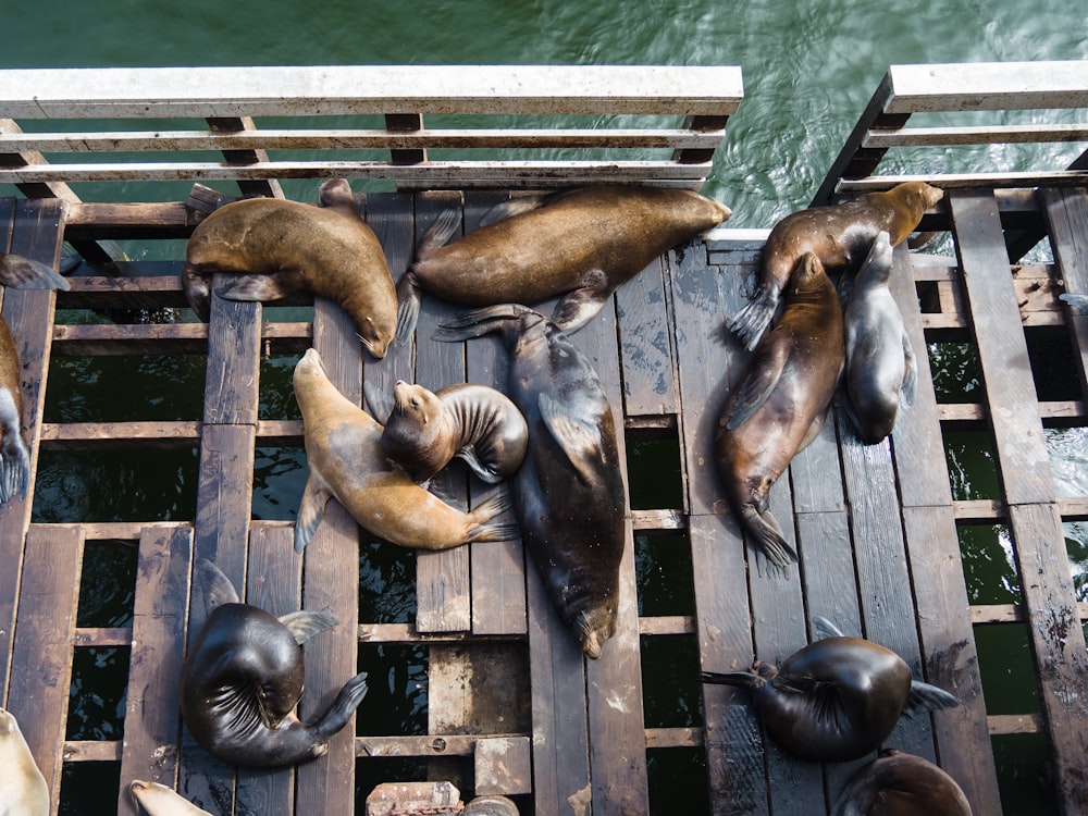 a group of sea lions laying on a wooden dock
