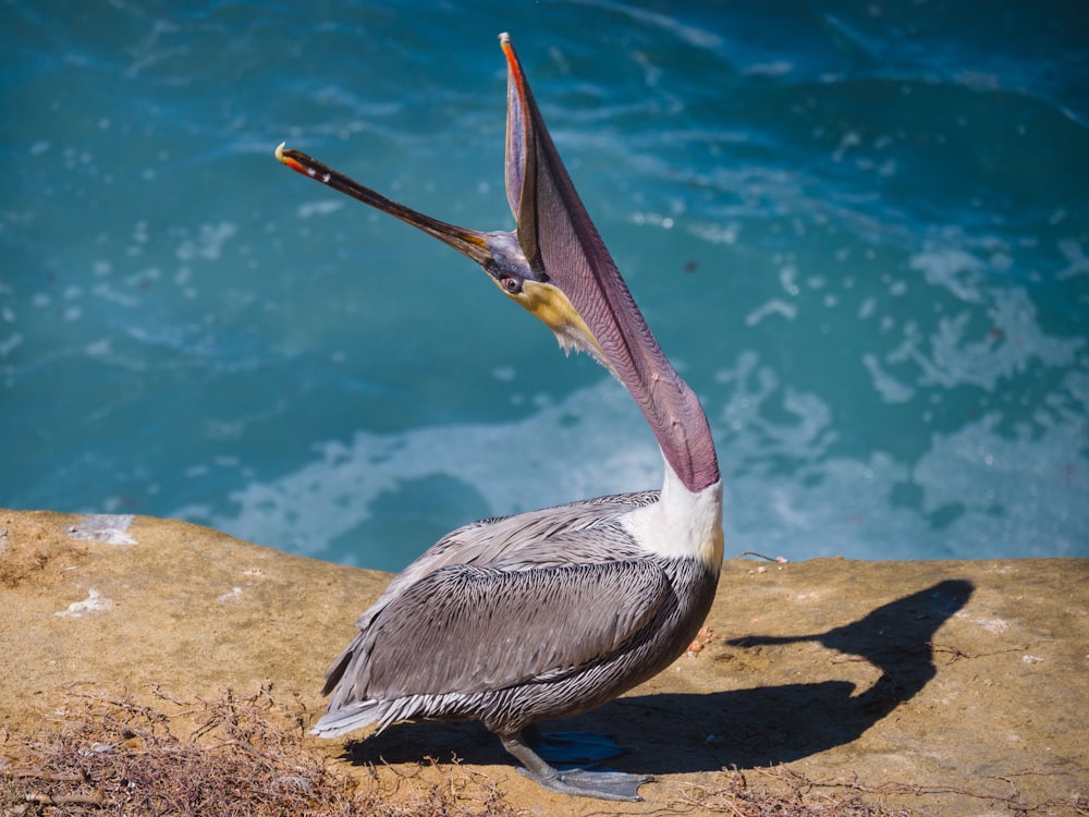 a bird with a long beak standing on a rock near a body of water