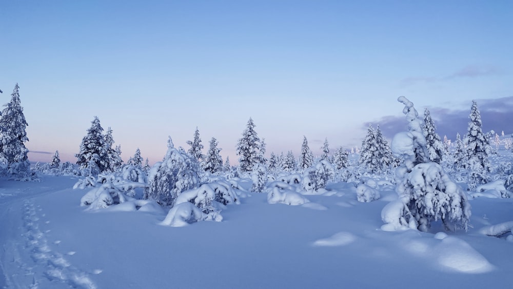 a snowy landscape with trees and tracks in the snow