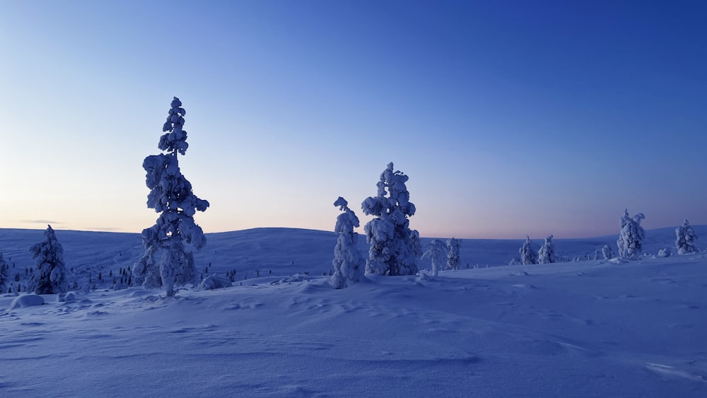 a snowy landscape with trees covered in snow