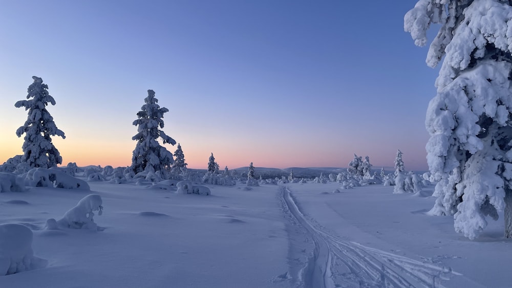 a snowy landscape with trees covered in snow