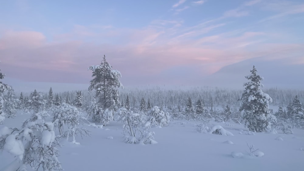 Eine verschneite Landschaft mit Bäumen und rosa Himmel