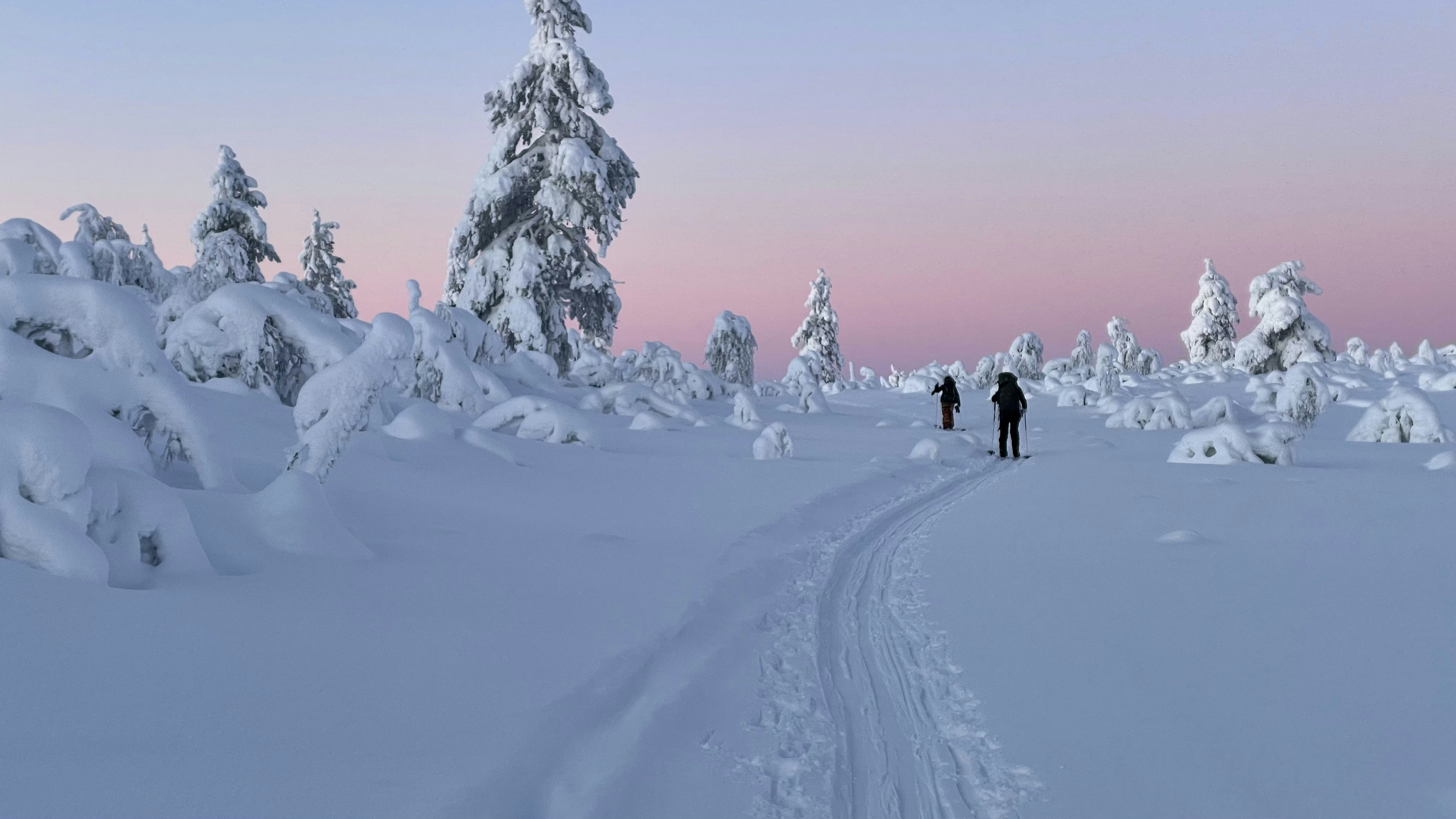 people snowshoeing in laplands snow covered forests at sunset