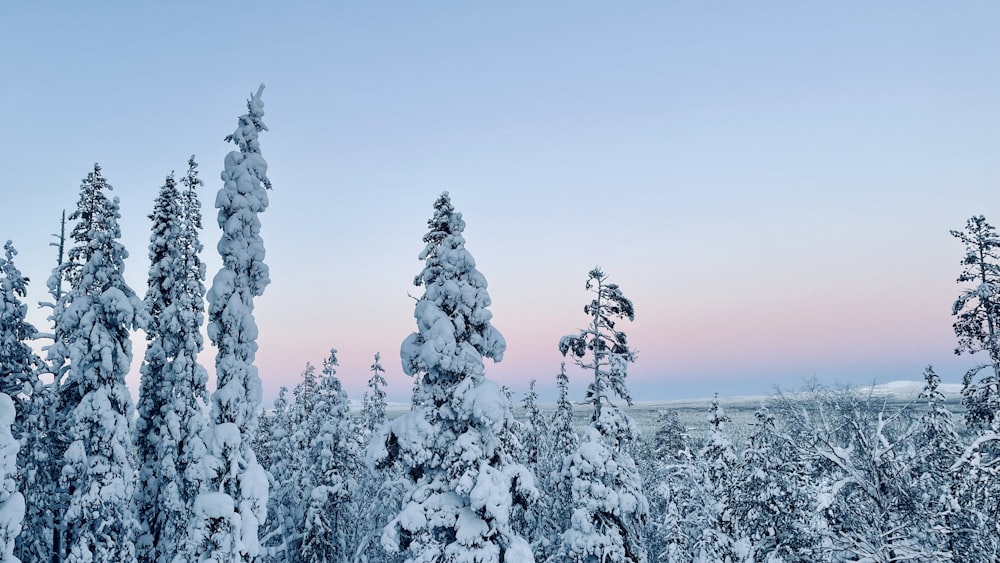 a view of a snow covered forest at dusk