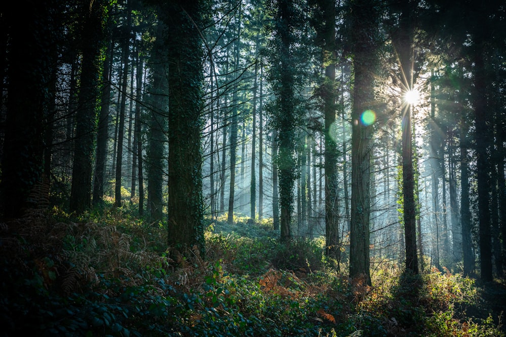 the sun shines through the trees in the forest