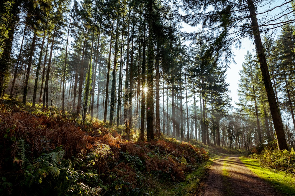 the sun shines through the trees in the forest