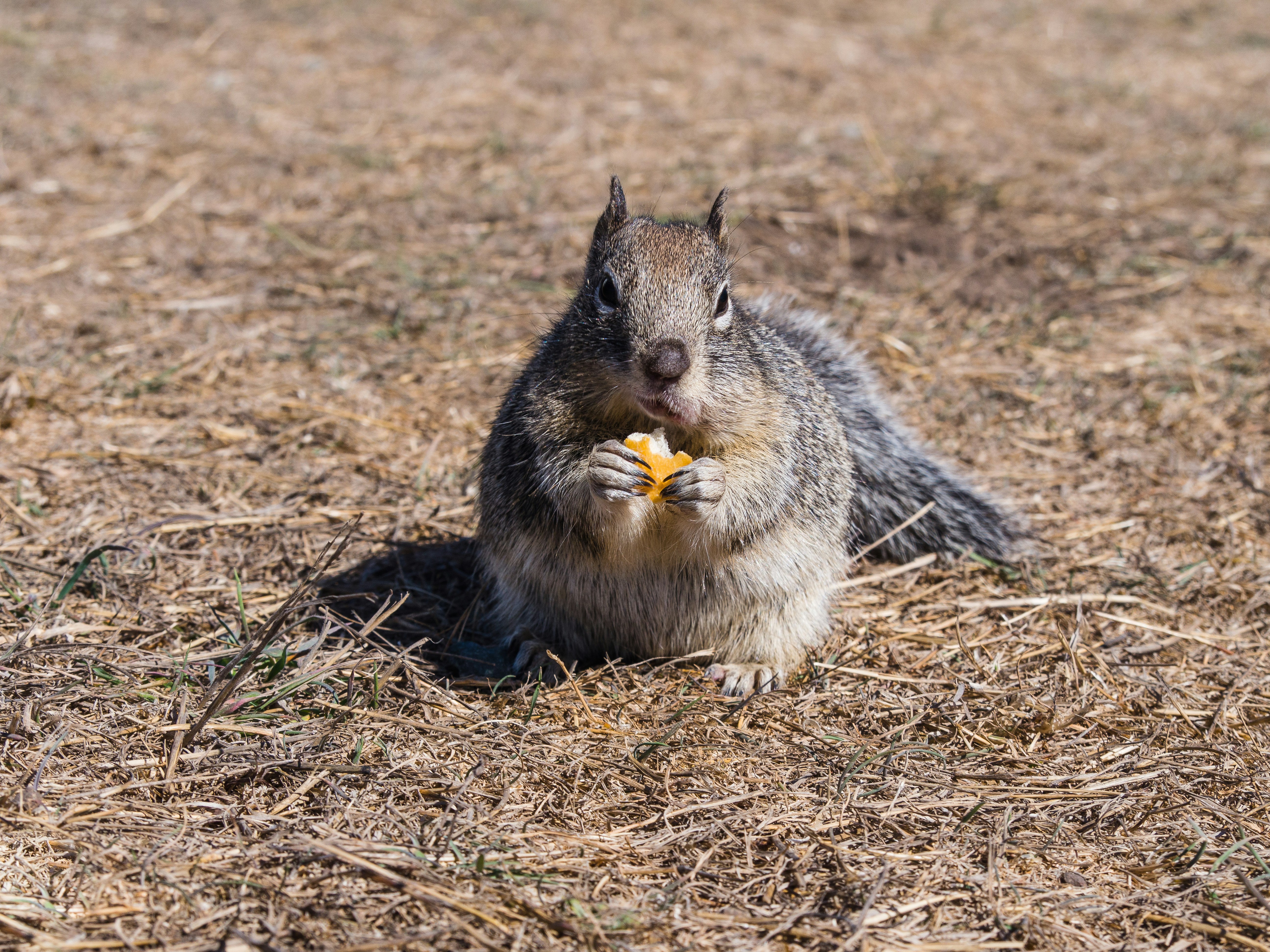 a squirrel eating a piece of fruit in a field