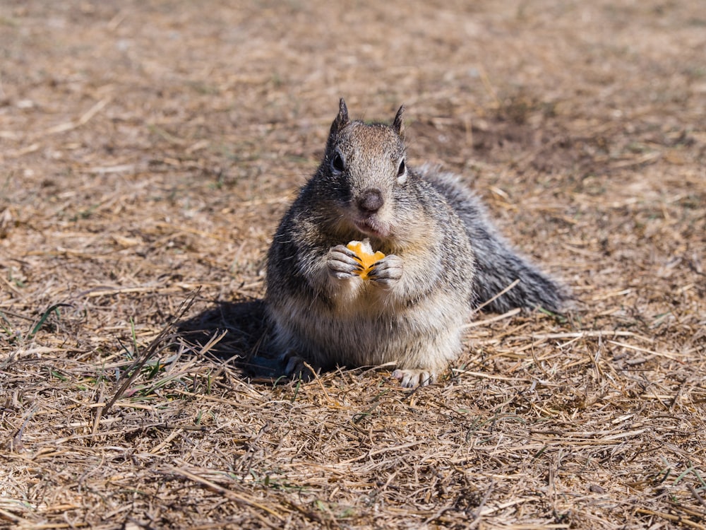 a squirrel eating a piece of fruit in a field