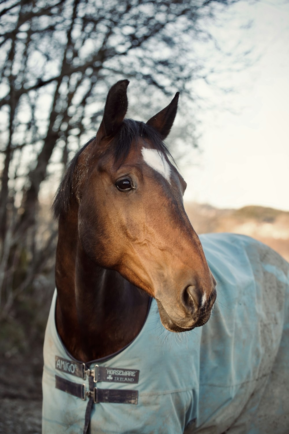 a brown horse wearing a light blue blanket