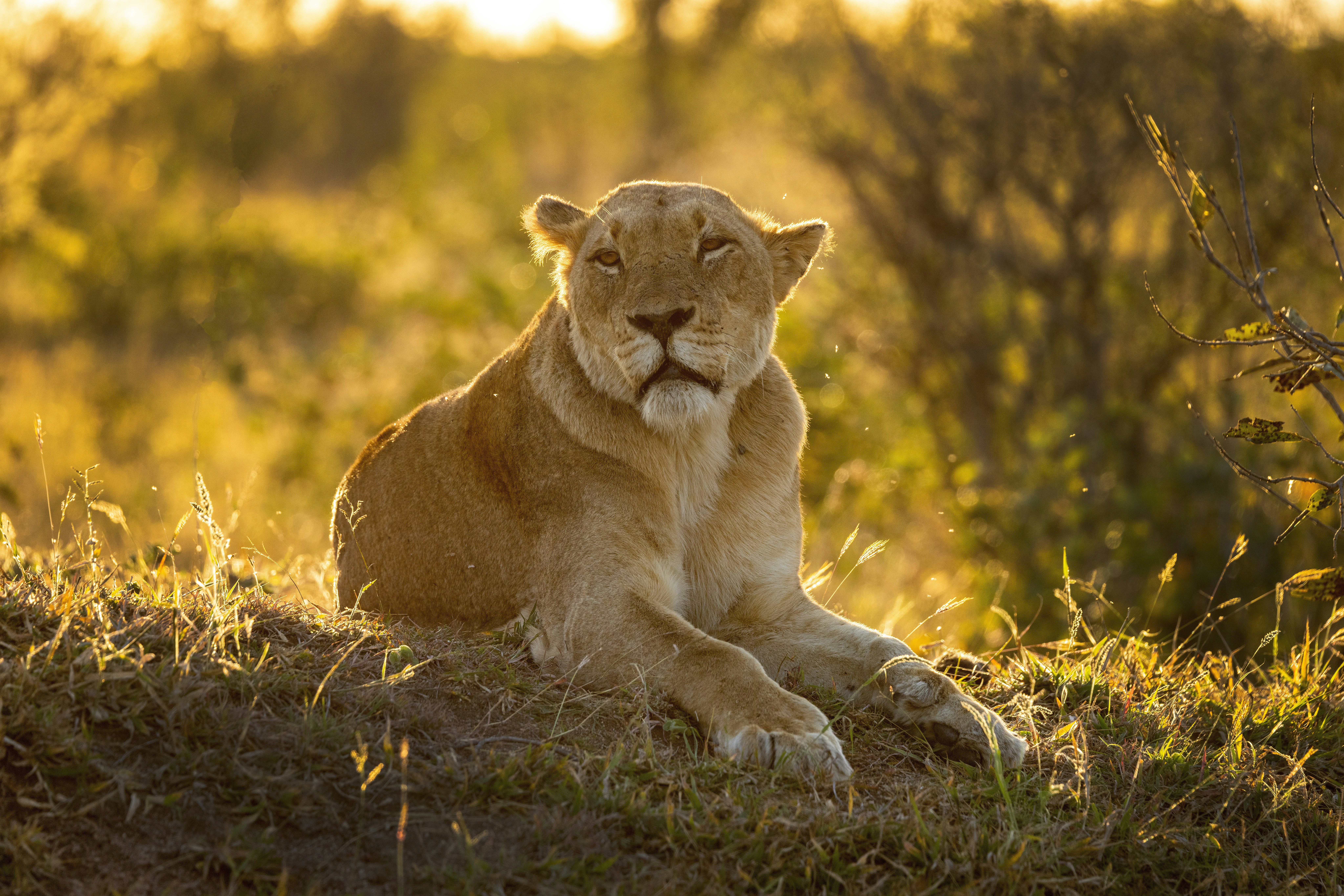 A lion sitting in the grass in the sun