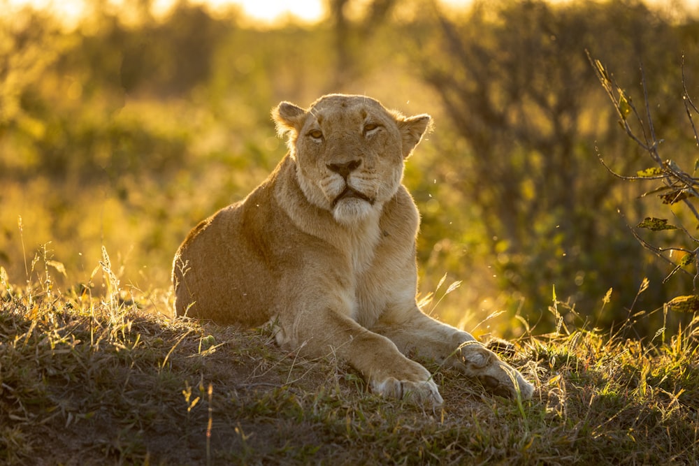 a lion sitting in the grass in the sun