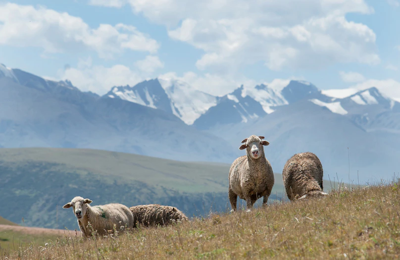 a herd of sheep standing on top of a grass covered hillside