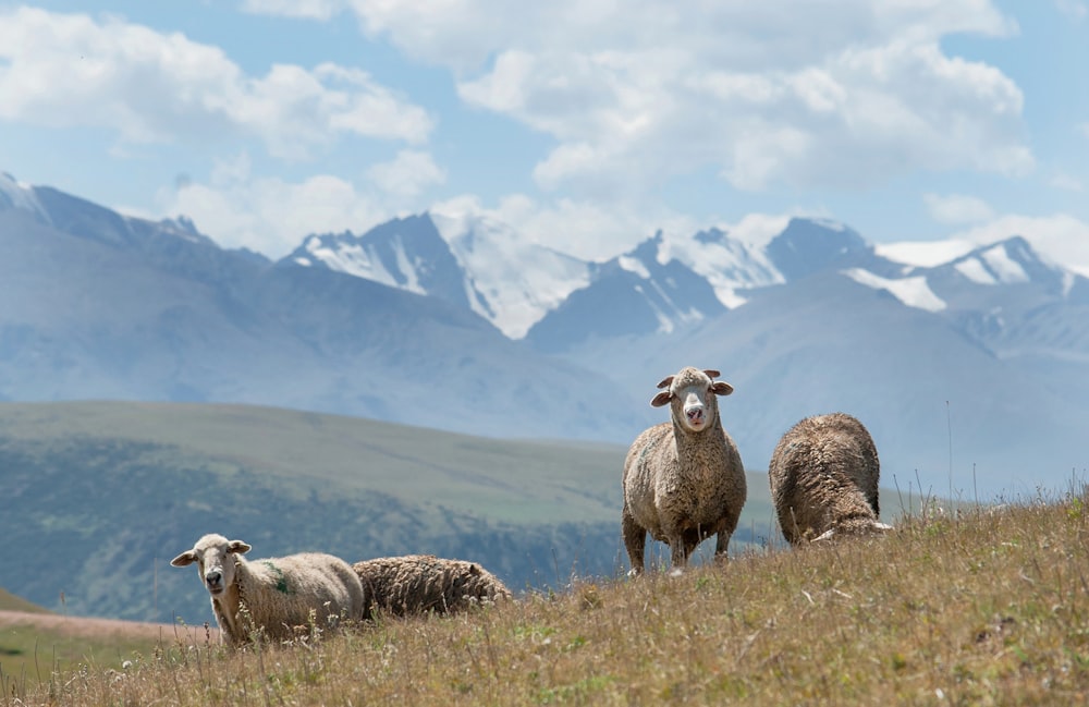 a herd of sheep standing on top of a grass covered hillside