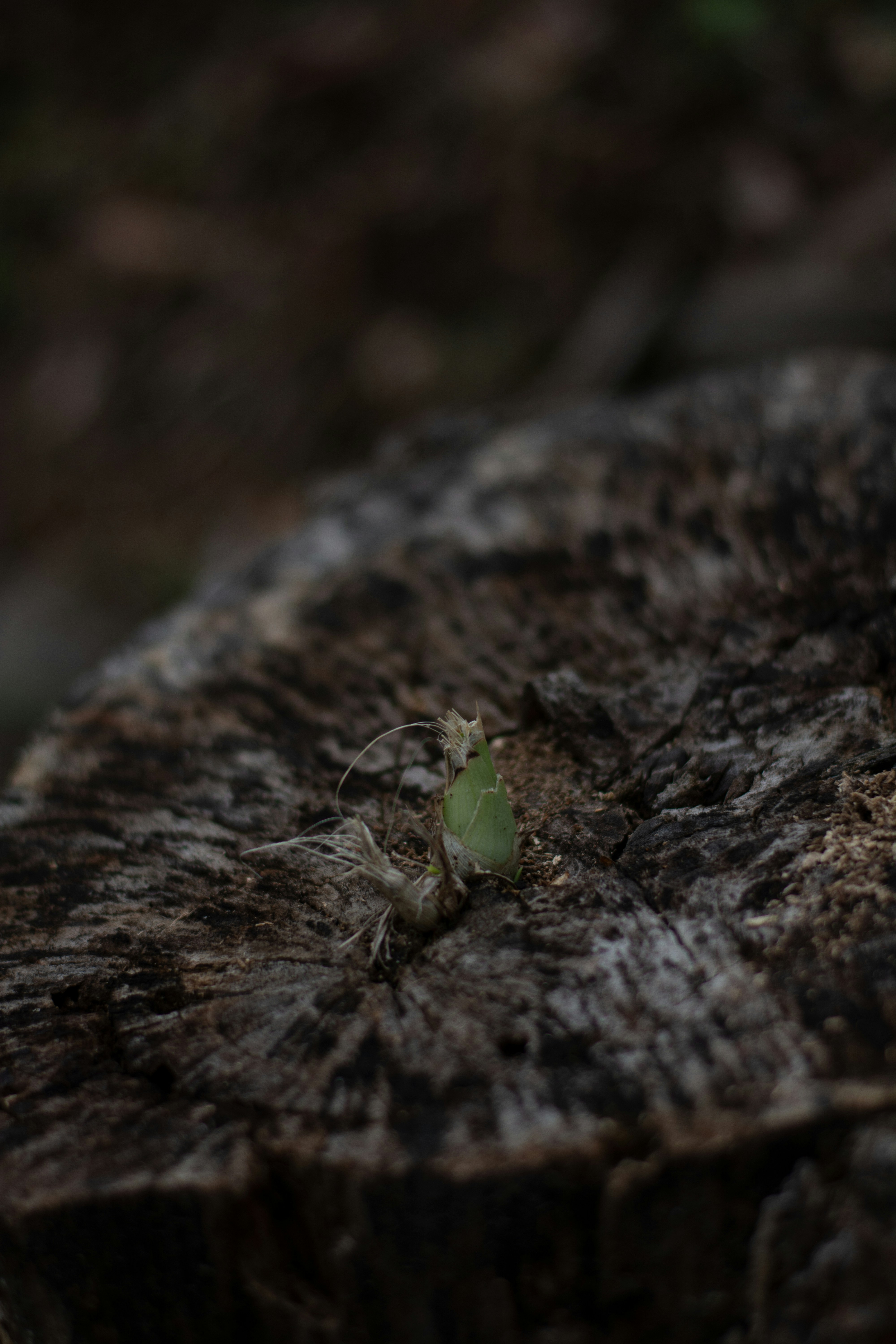 Photo by han_mon_jamon