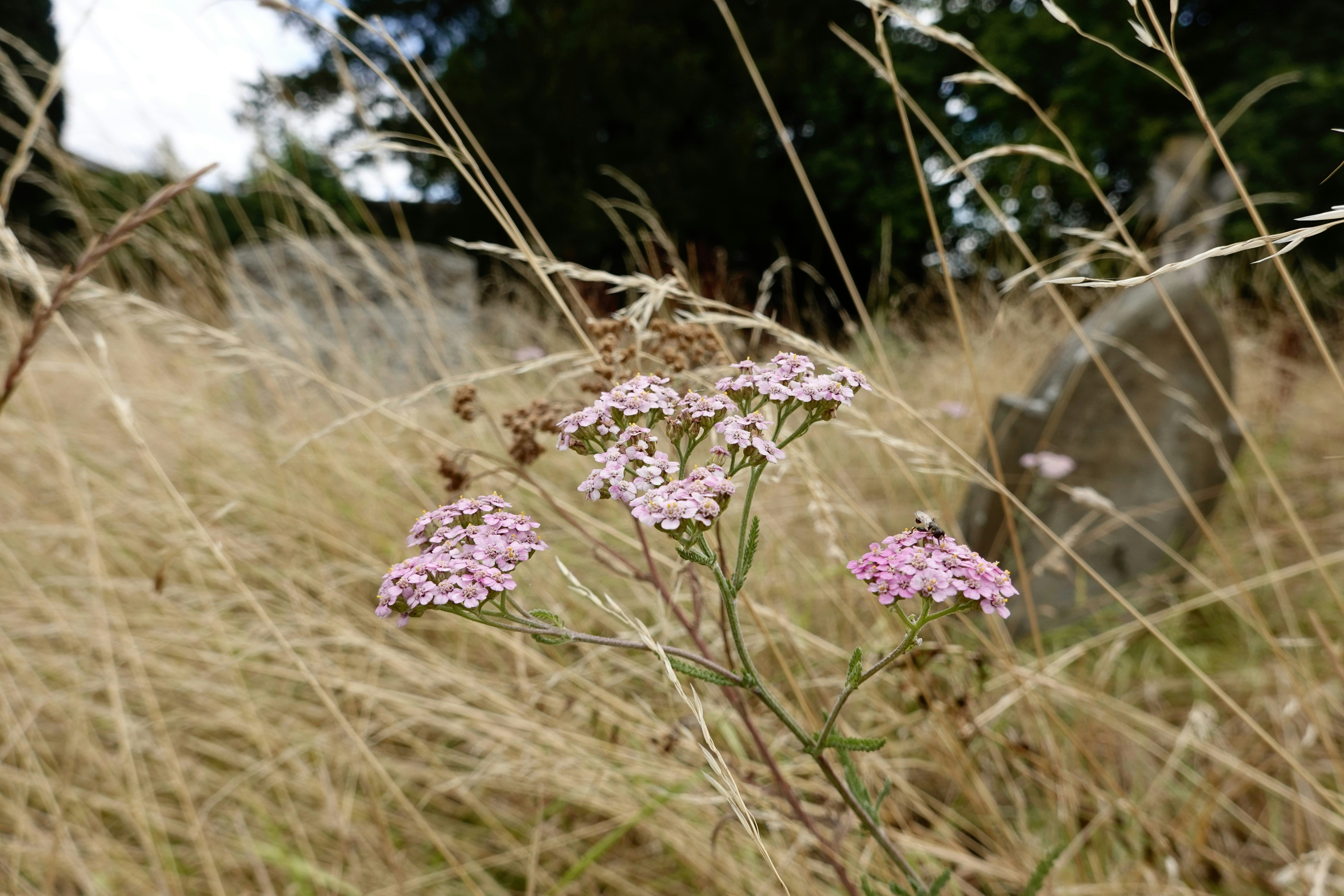 辦理殯葬業務前的心理準備及一年感想