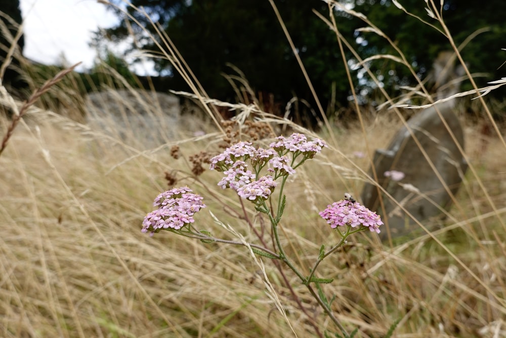 a field of tall grass with a rock in the background