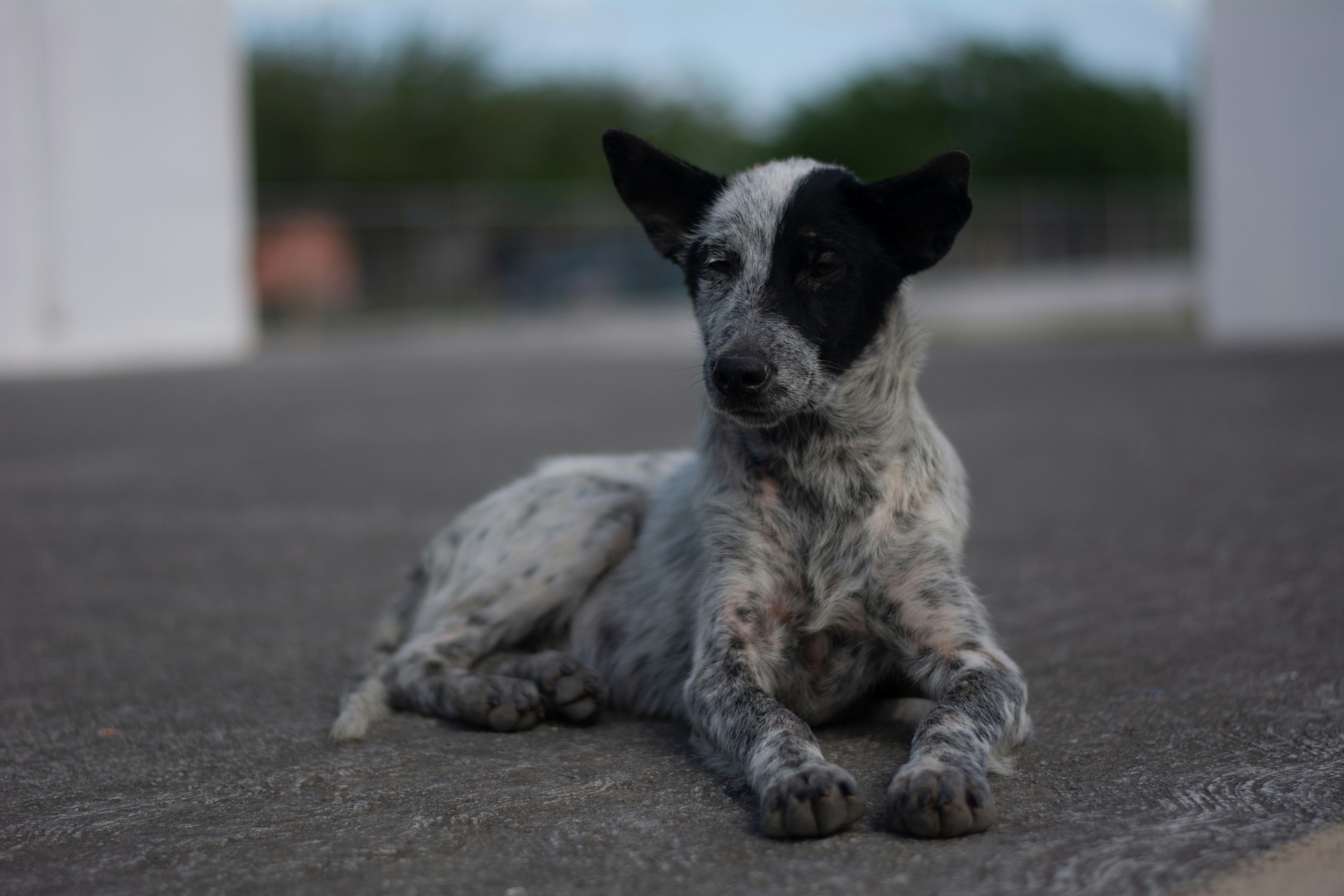 a black and white dog laying on the ground