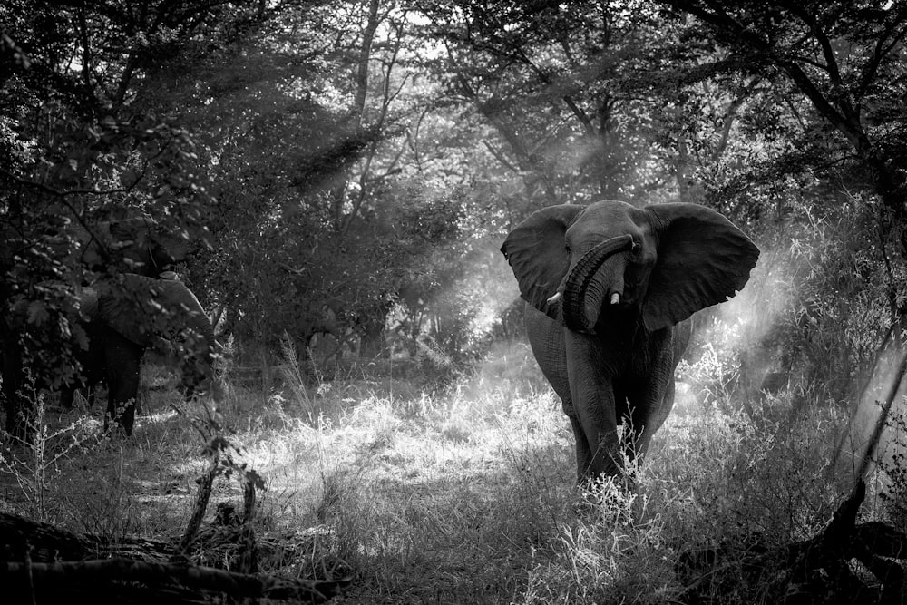 Una foto in bianco e nero di un elefante nel bosco