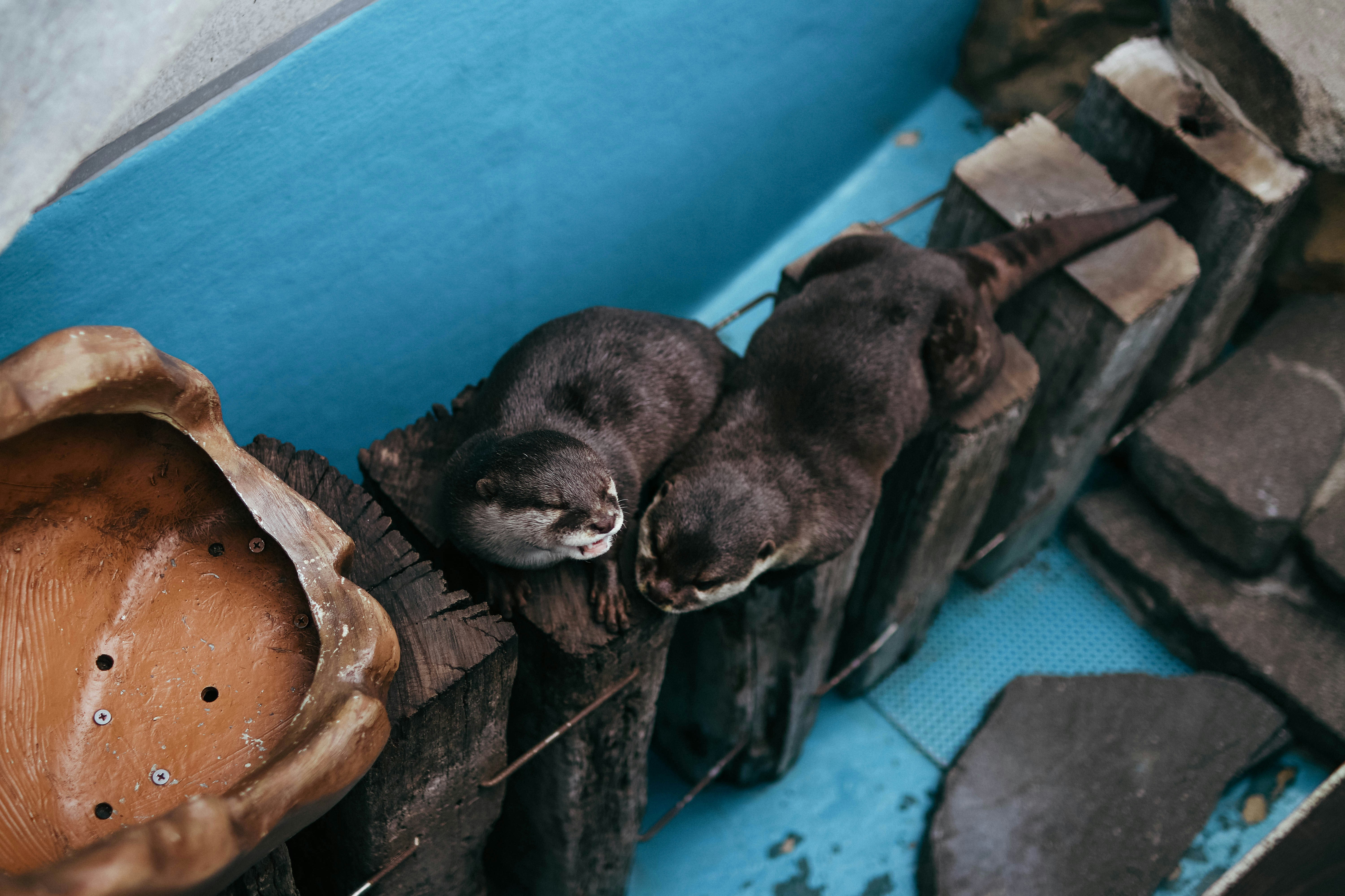two small otters are sleeping on a piece of wood