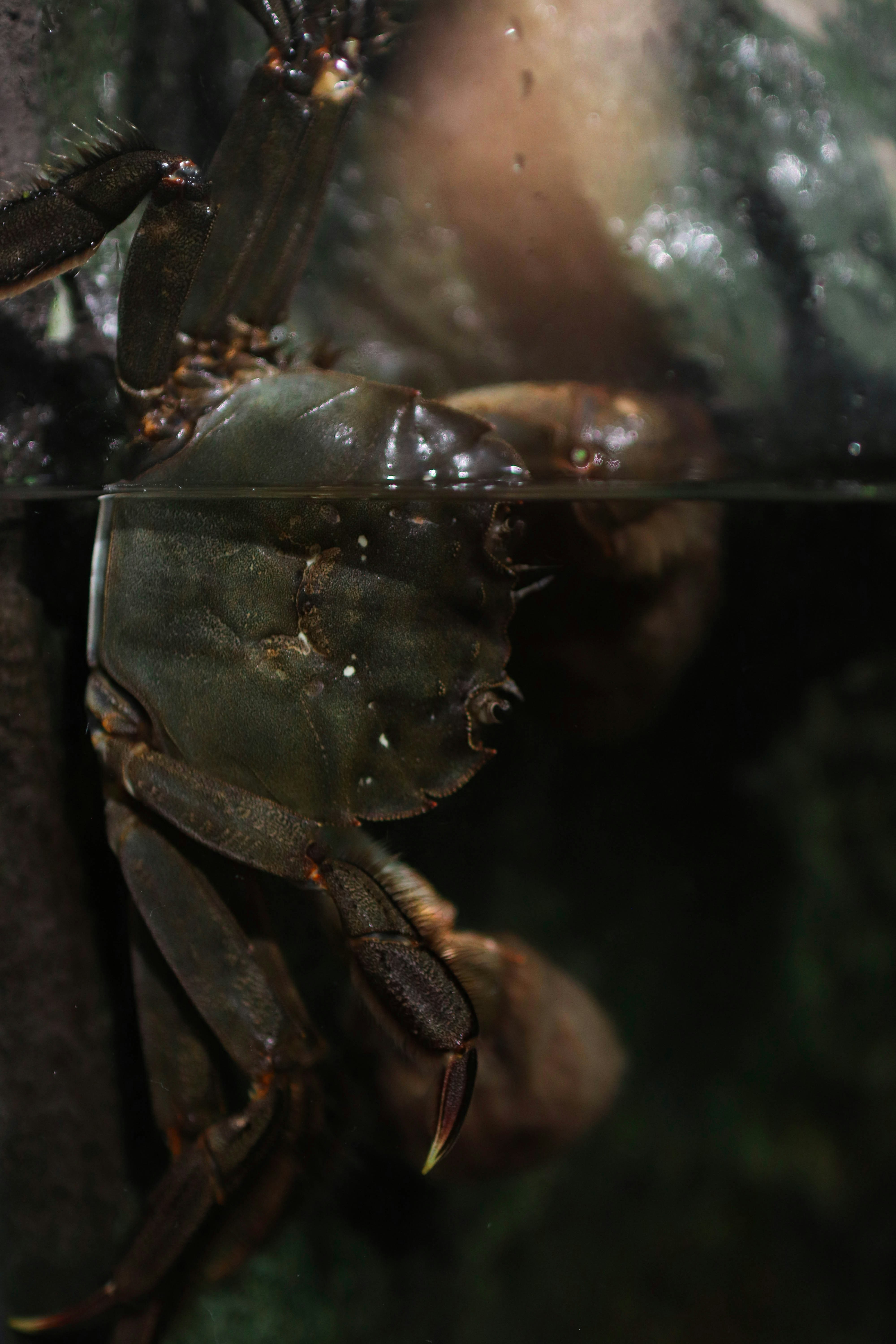 a close up of a crab under a glass