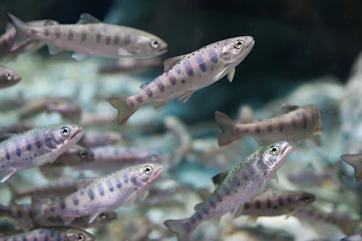 a large group of fish swimming in an aquarium