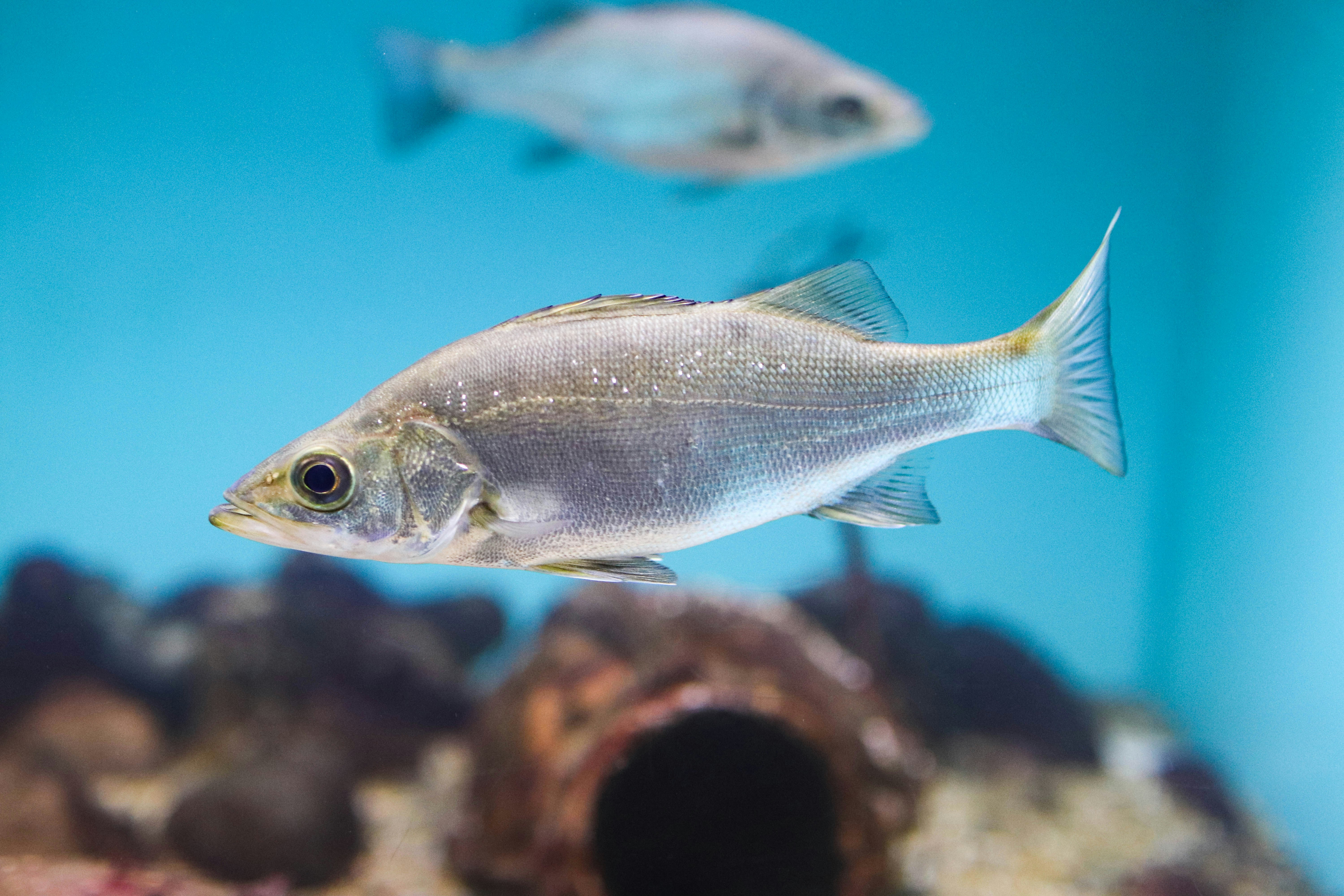 a group of fish swimming in an aquarium