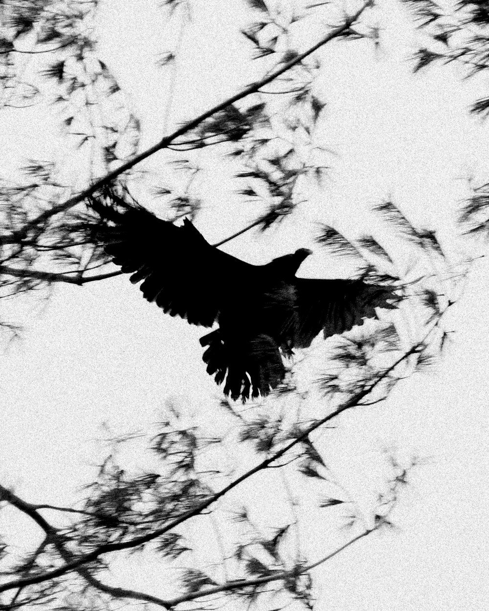 a black and white photo of a bird in flight