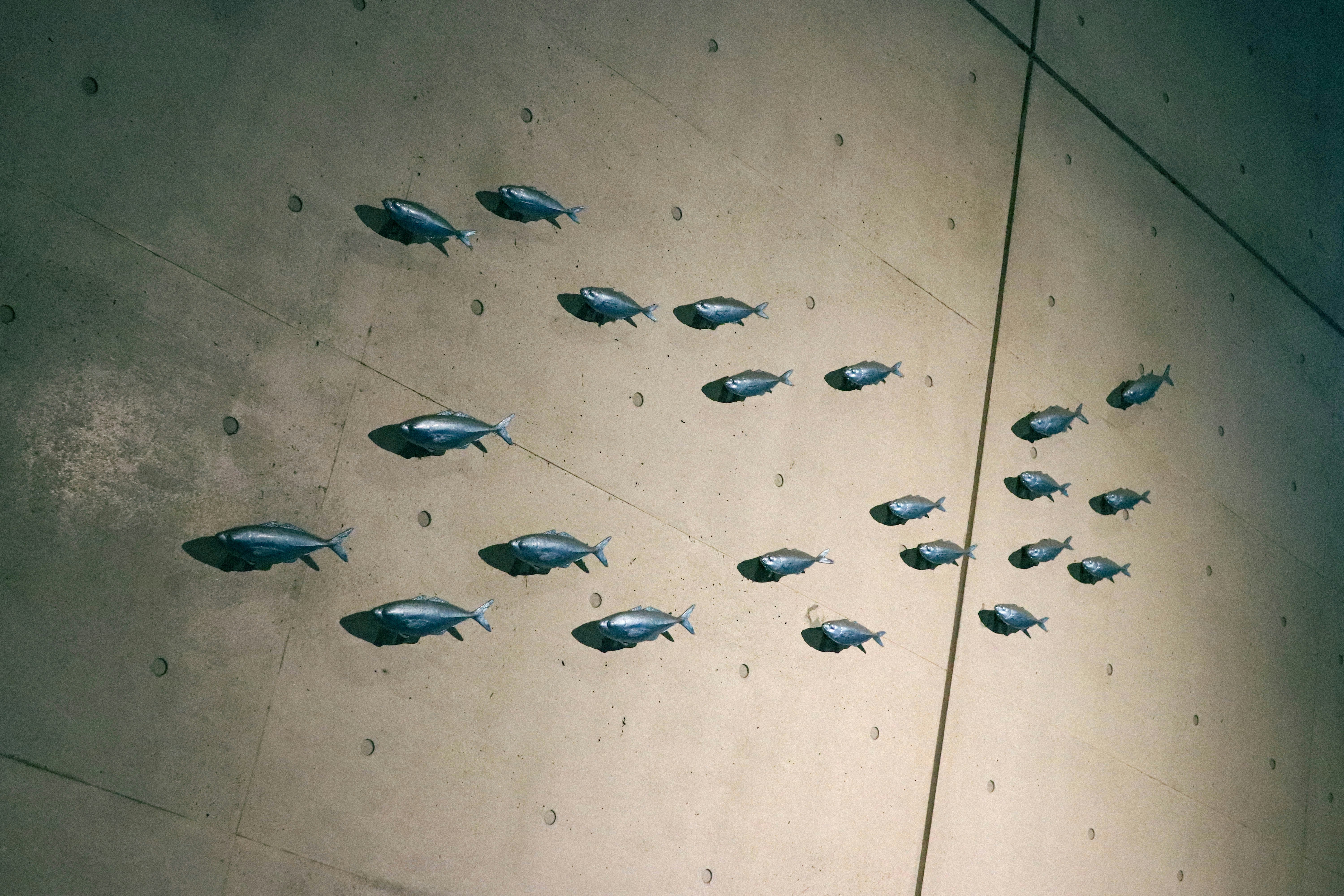 a wall with a bunch of fish on it