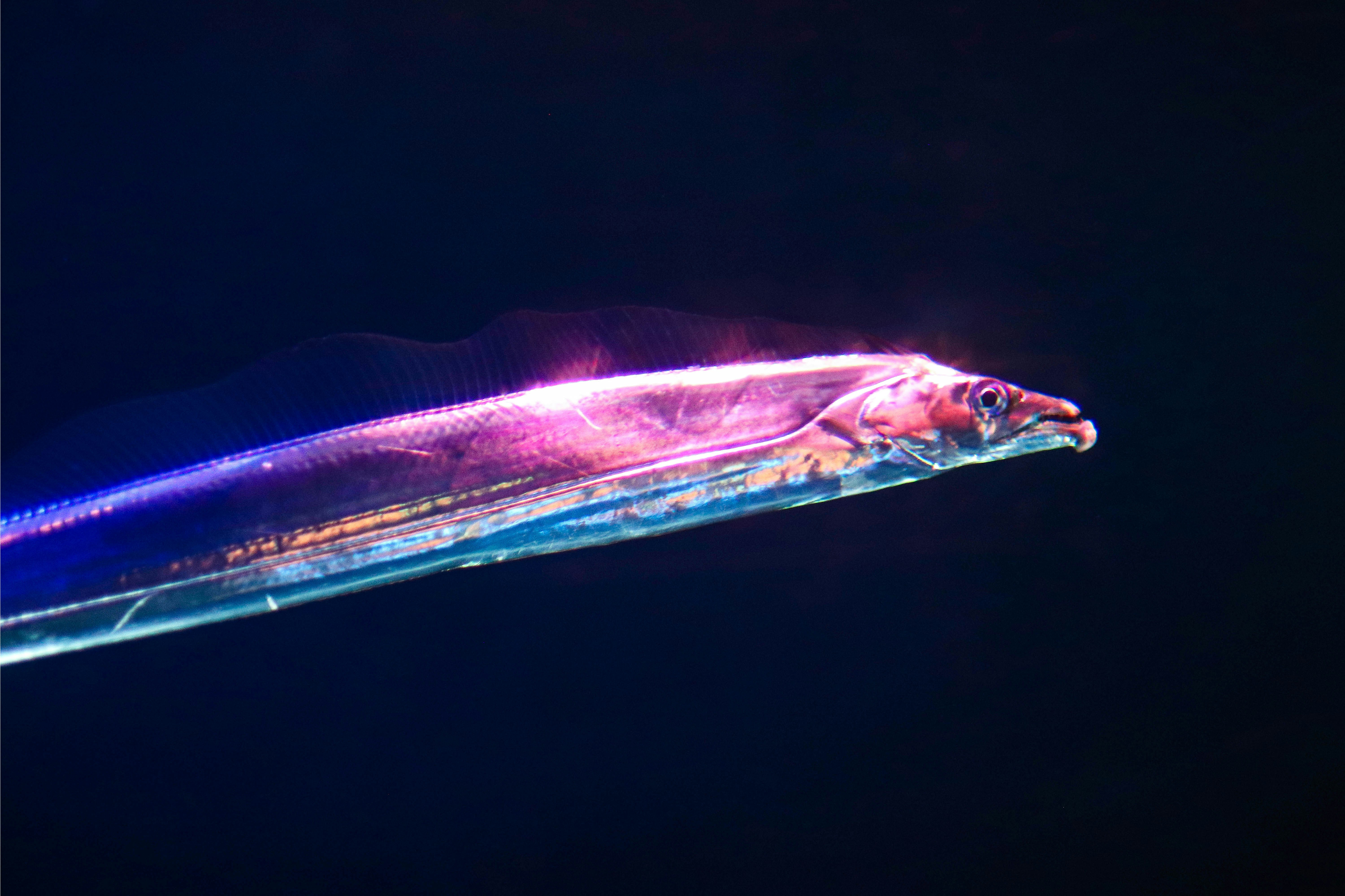 a jellyfish in the deep blue water