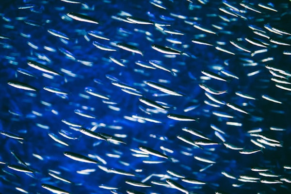 A bunch of fish swimming in the water