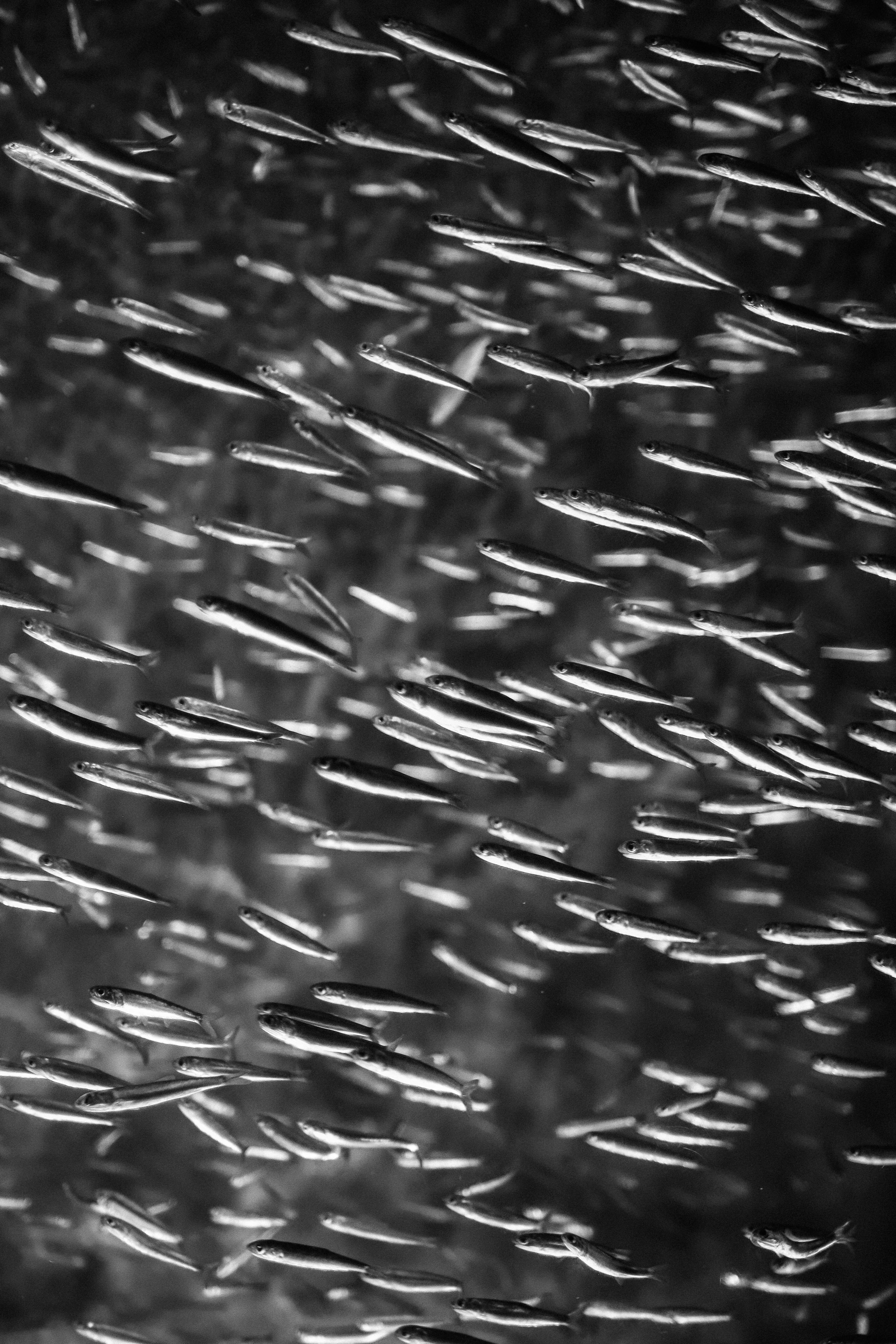 a black and white photo of a bunch of fish
