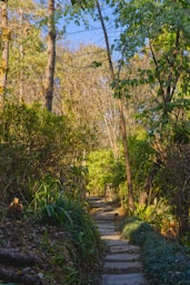 a stone path in the middle of a forest