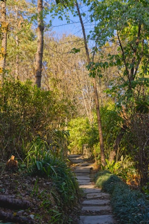 a stone path in the middle of a forest