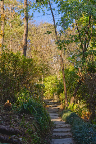 a stone path in the middle of a forest