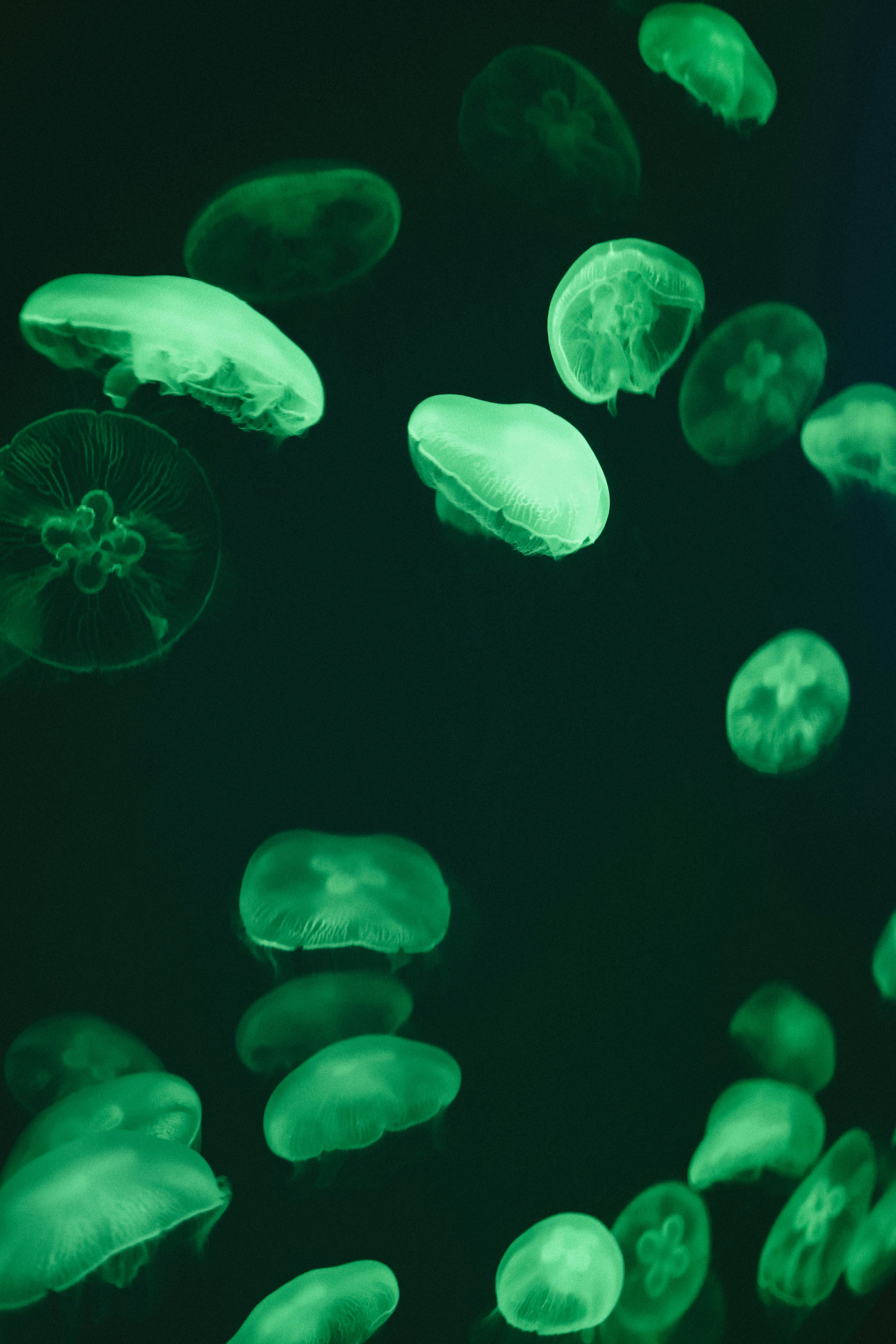 a group of jellyfish floating in the water