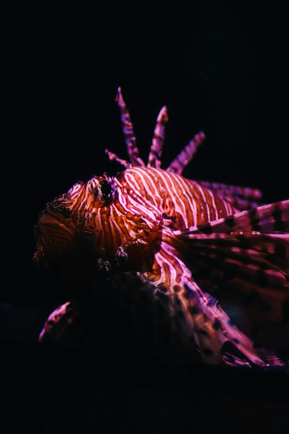 a close up of a lionfish in the dark
