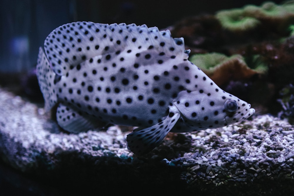 a white and black spotted fish in an aquarium