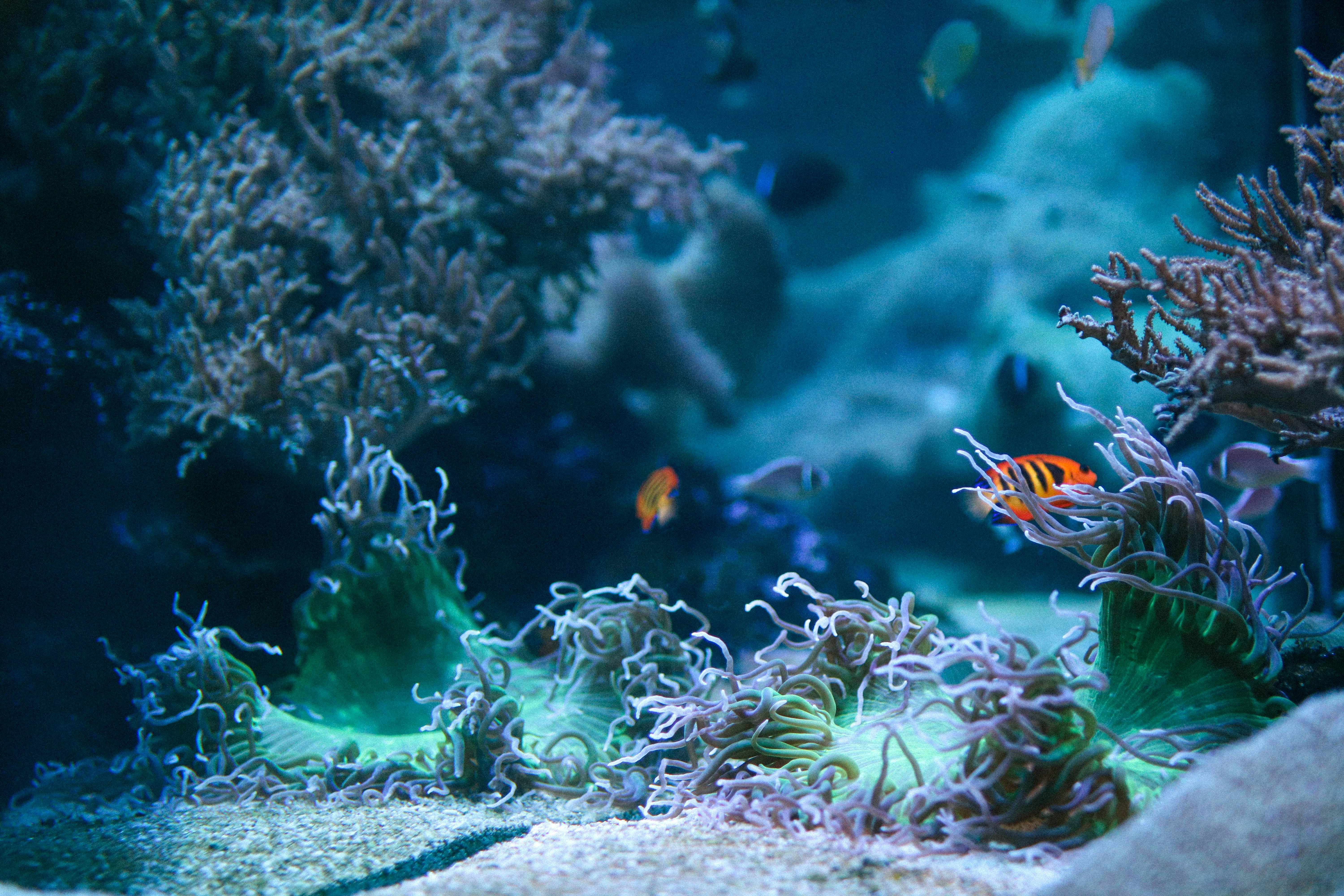 an aquarium filled with lots of different types of fish