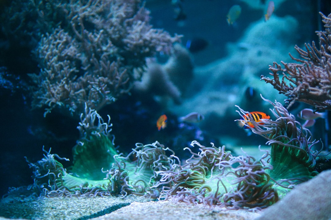 A freshwater aquarium showing clear water with healthy fish